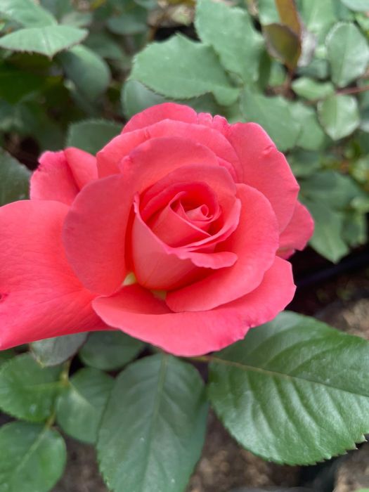 Роза  көшеттер  .