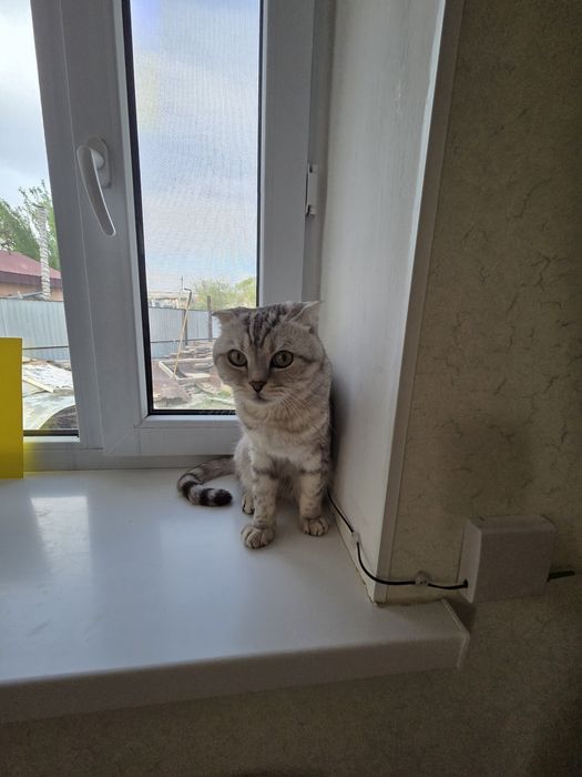 Отдам кота в добрые руки