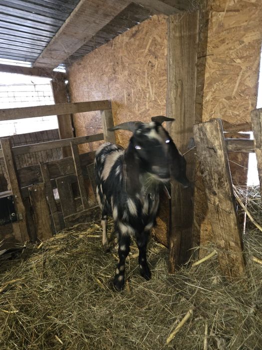 Vând ieduțe si țap