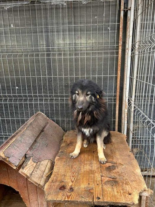 Adopta un caine - un sufletel are nevoie de stapan!