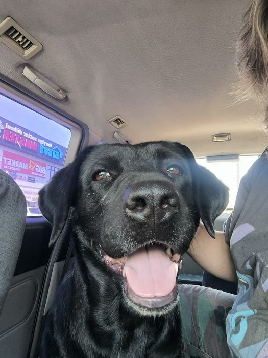 Пропал лабрадор Талгар