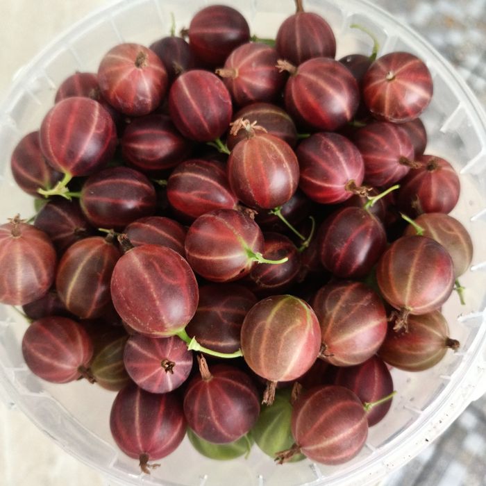 Продам крыжовник