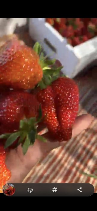 Клубника на оптом от 500кг