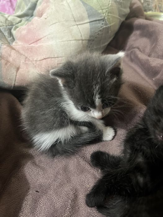 Котята в хорошие руки
