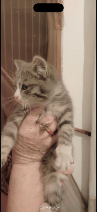 Отдам котят, две девочки