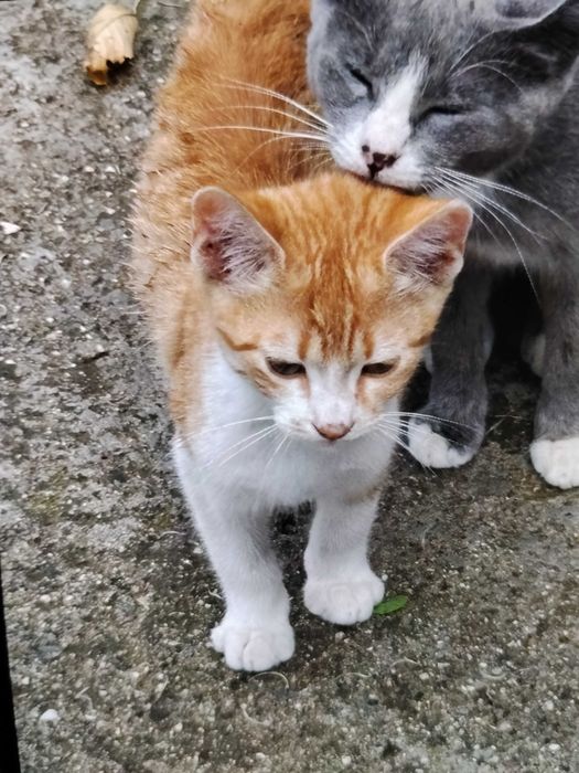 Бебета котета безплатно