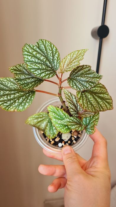 Суккуленты, Фикус