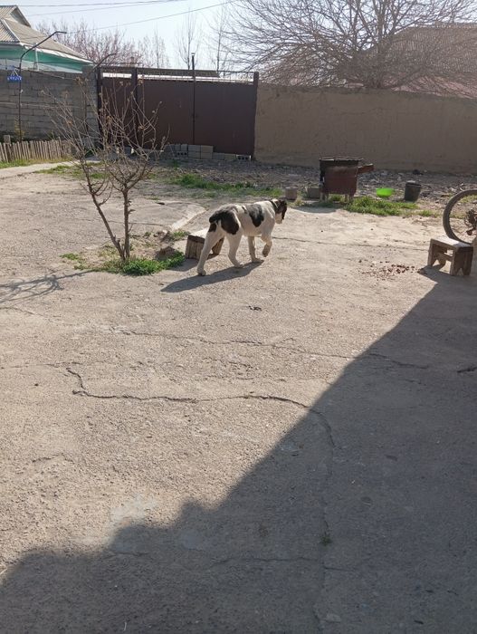 Алабаи кушык 3 айлык