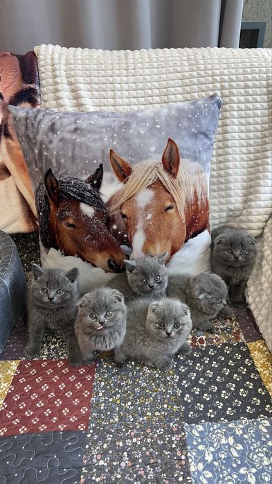 Котета Шотландски Фолд и Котета Британка  Късокосместа