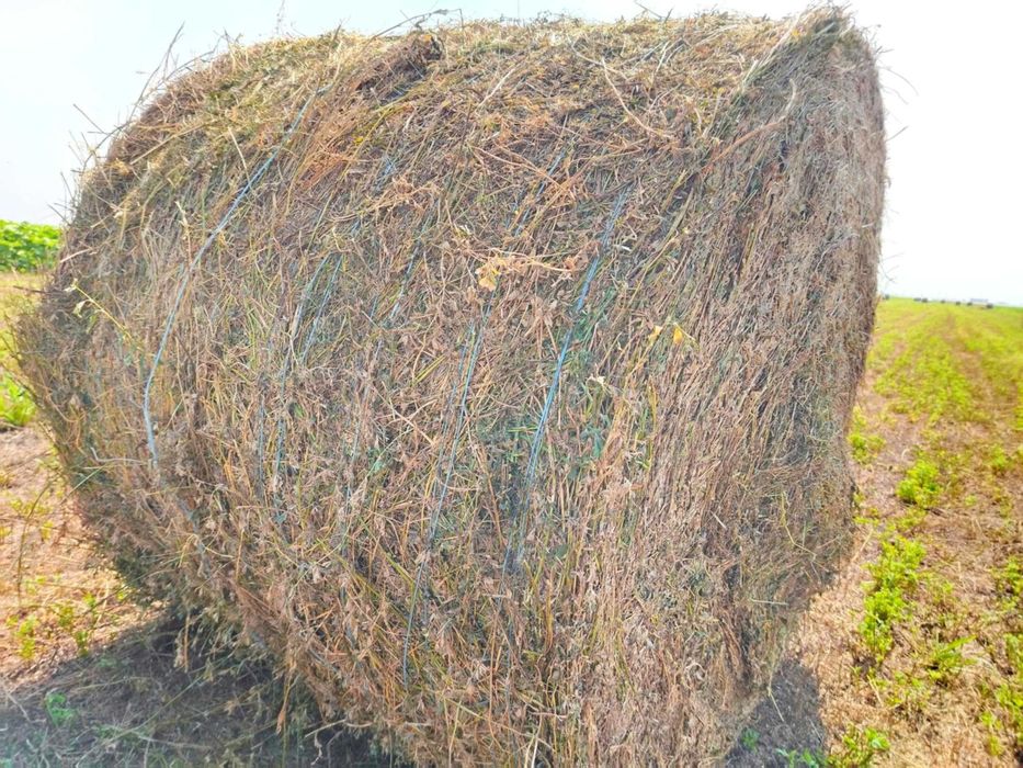 Vand baloti de lucernă 1.5leikg