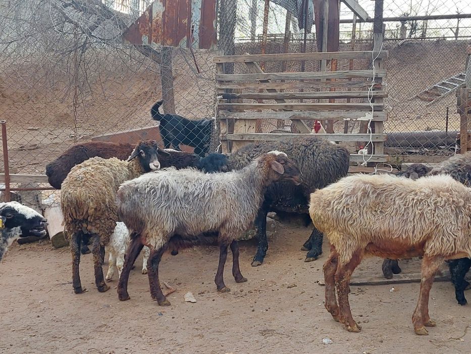 Жас ірі денелі қозылы қойлар сатылады