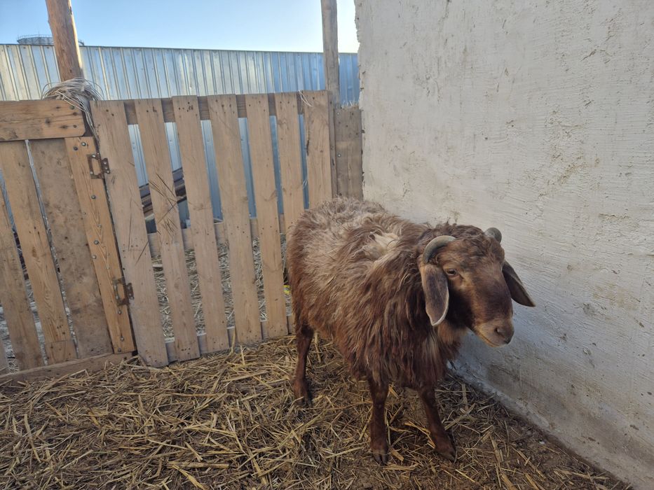 Қашыруға теке ,қошқар