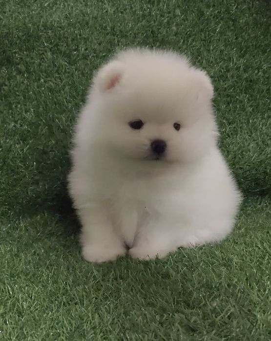 Щенки мини шпица разных окрасов