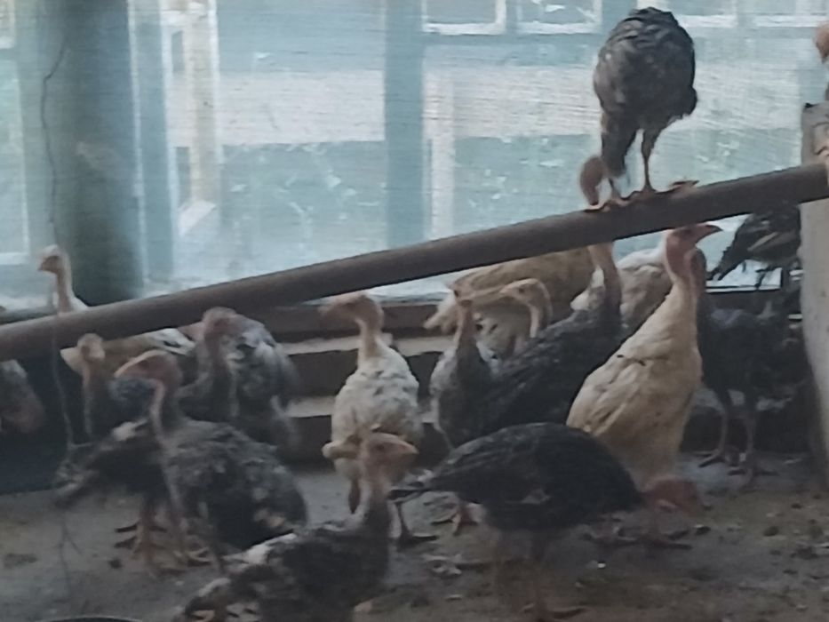 Курка жужалари сотилади