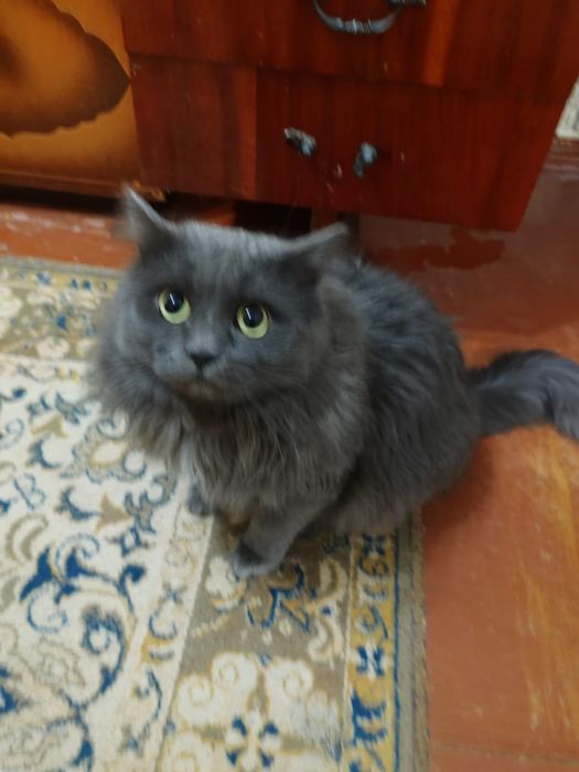 Коты домашние, два кота