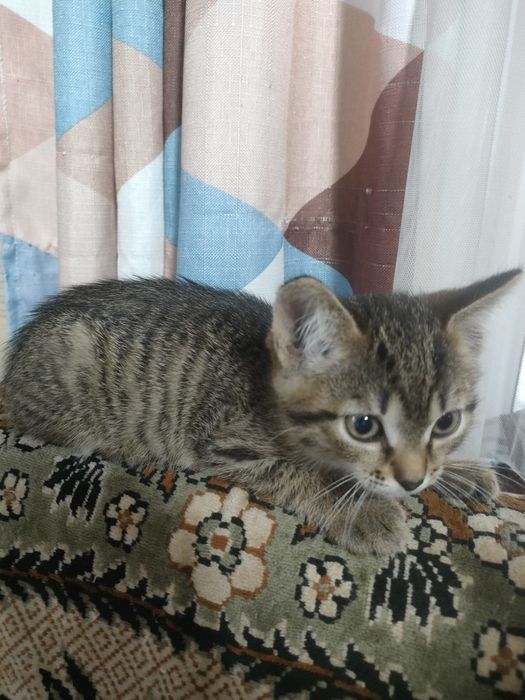 Отдам котят  бесплатно