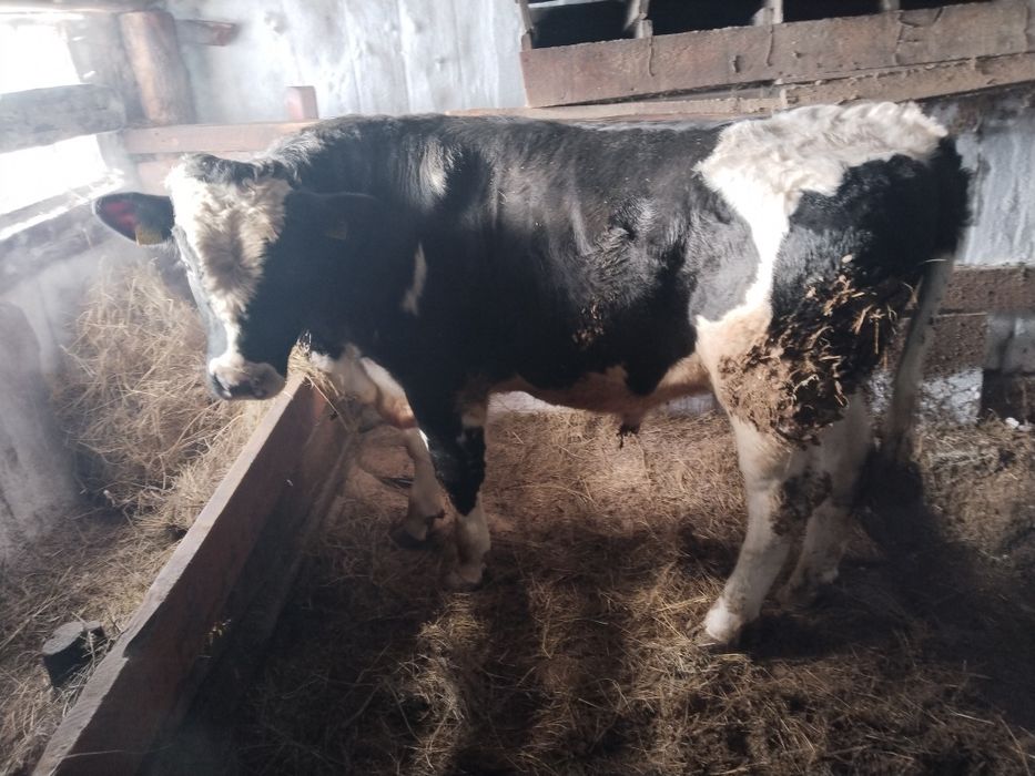 Продам Бычкова.  .