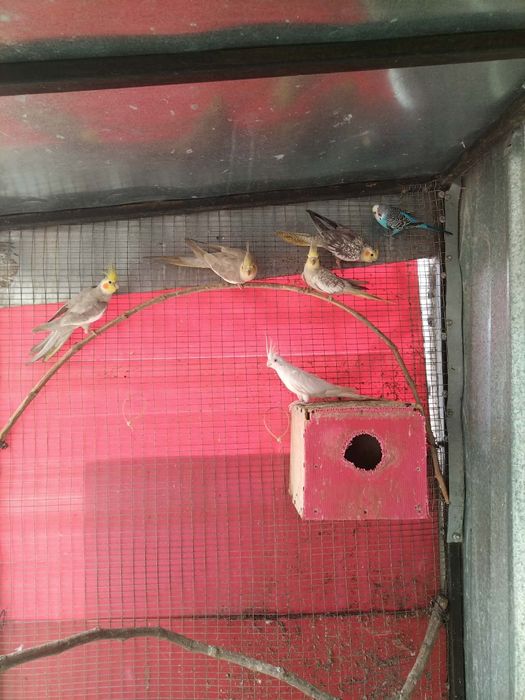 Продавам папагли Корела