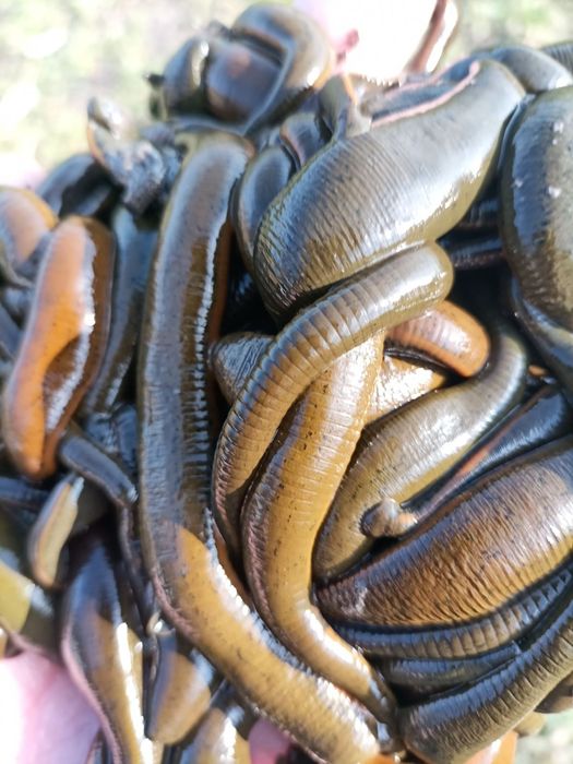 Предлагам пиявици ...