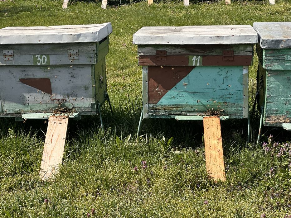 Vand 10 familii de albine