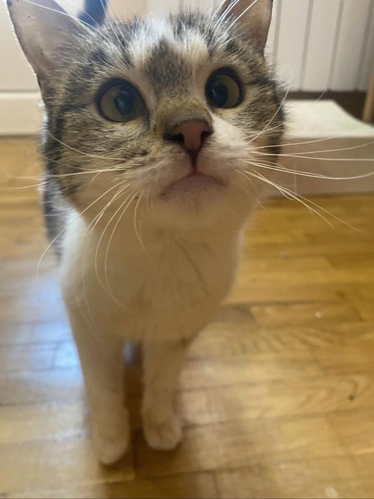 Котенок ищет дом, 5 месяцев