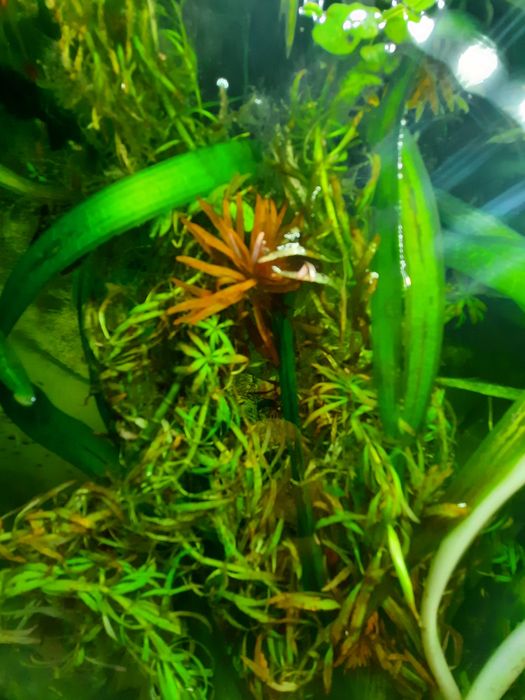 Vând Ludwigia Inclinata roșie