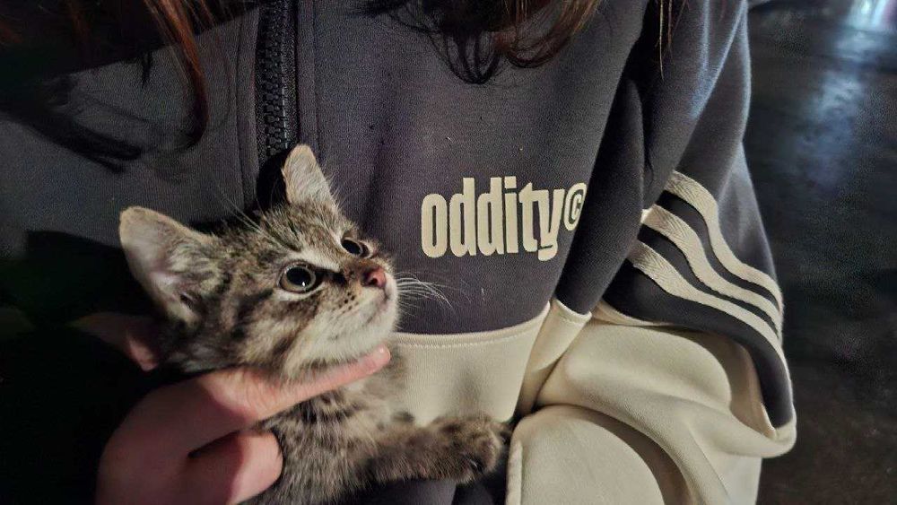 Котёнок Мун ищет семью (мальчик)