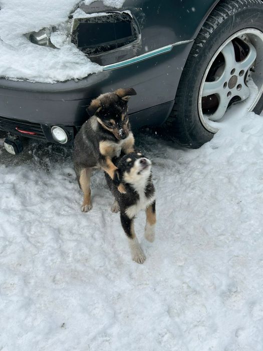 Отдаю в хорошие руки щенков
