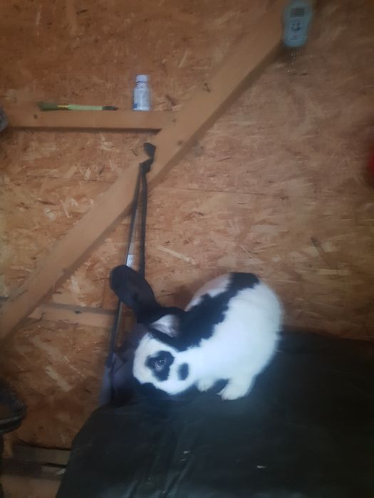 Se vinde iepuri Fluture german