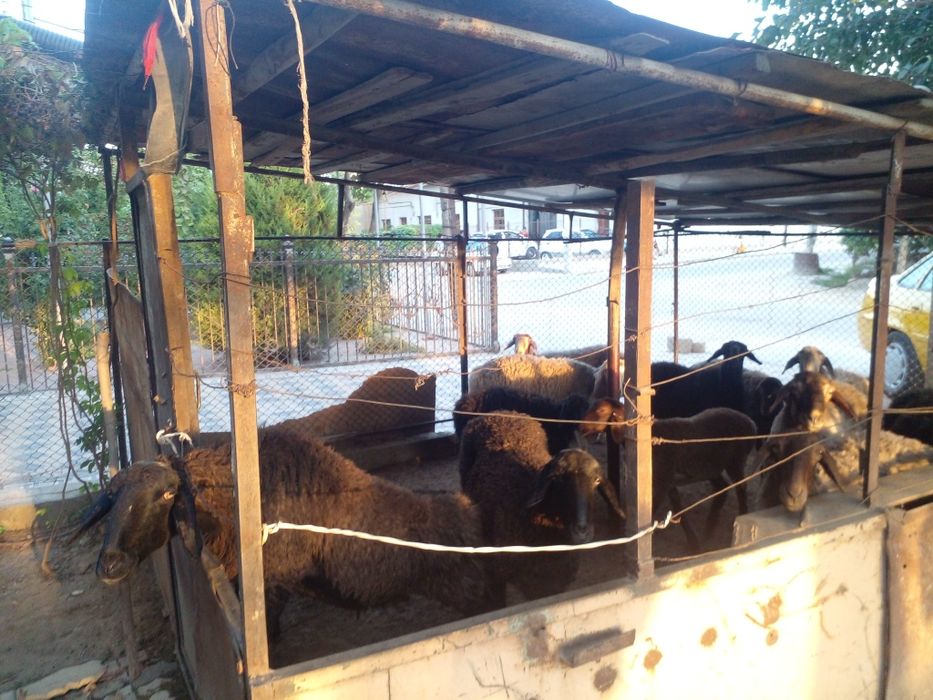 Баран куйлар сотилади