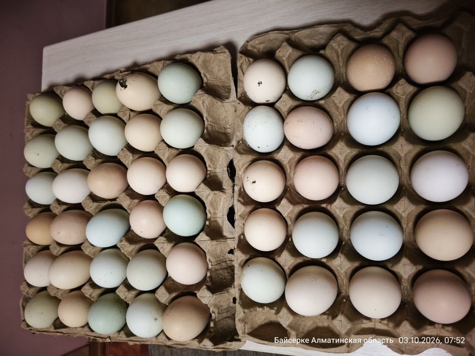 Продам домашние яйца