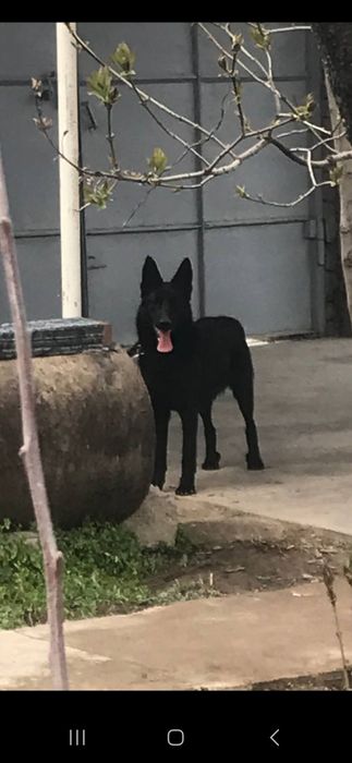 Немецкий овчарка Эркак  5 ойлик сотилади