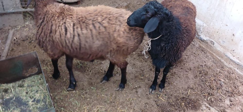 Қой сатылады түркістан