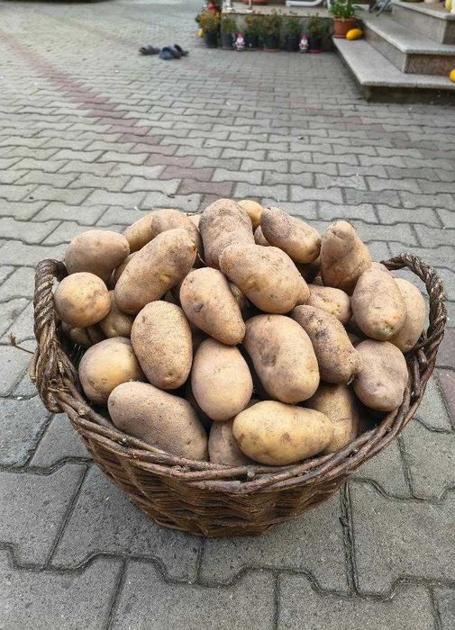 cartofi pentru consum