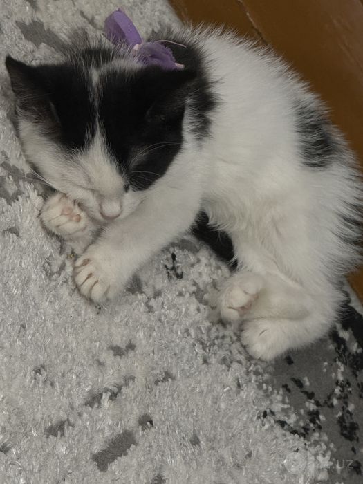 Котята бесплатно