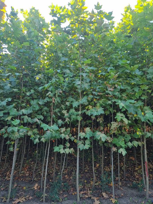 Platan și meatecan de la 2.5m la 6m