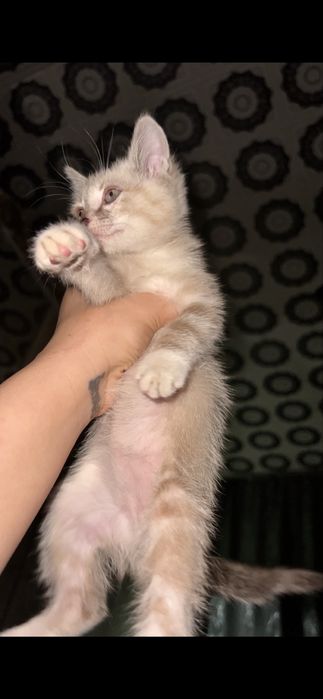 Котенок полу сиамец