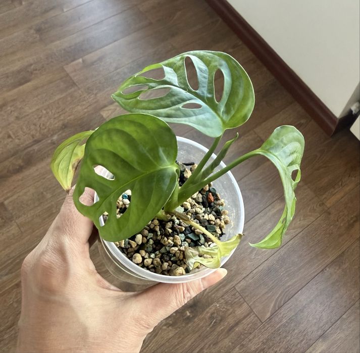 Монстера манки маск