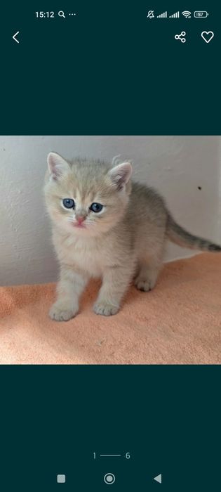 БрИтаНскИе КотЯта