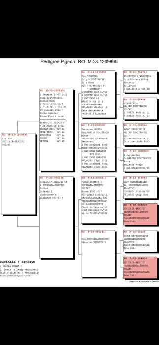 Vând porumbei,,Mascul!