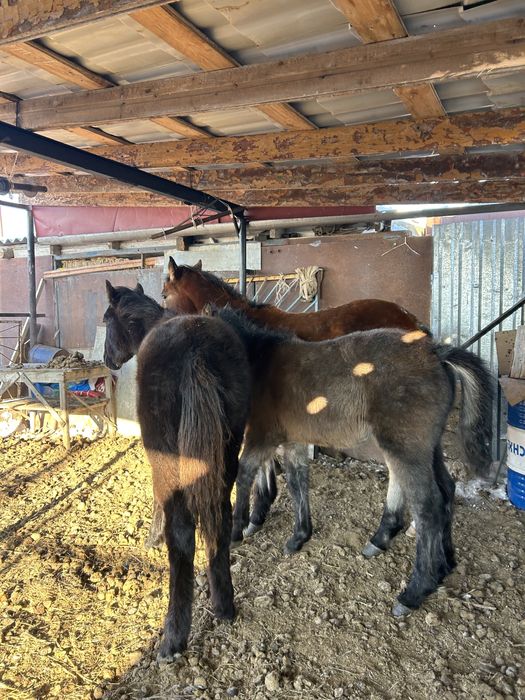 3 бас ұрғашы жабағы бірге сатылады