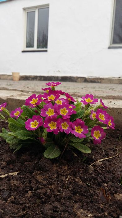 Продам саженцы примулы