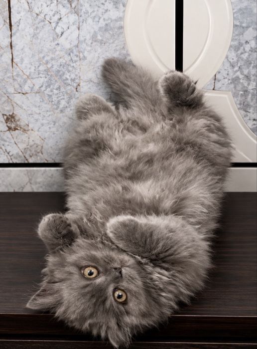 British longhair  femela cu pedigree