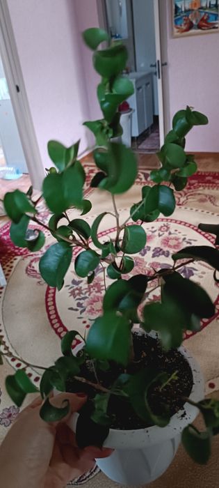 Фикус Барокк, редкий сорт