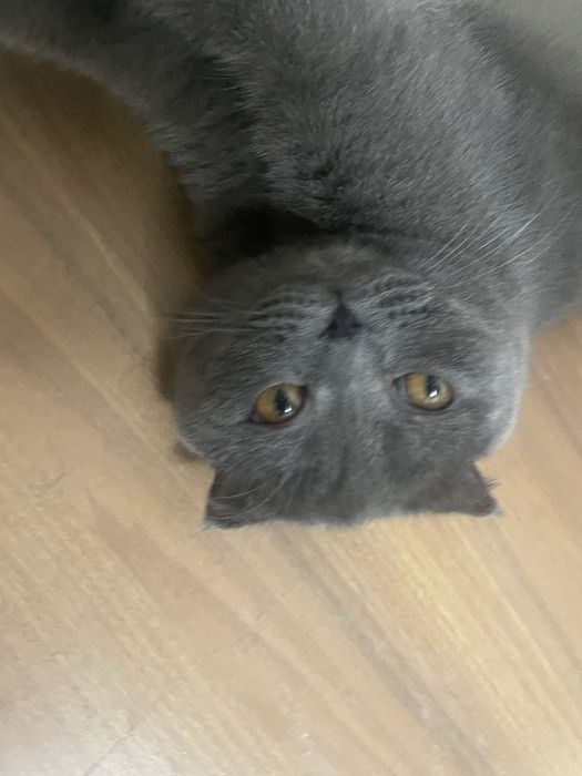 Британский   Кот