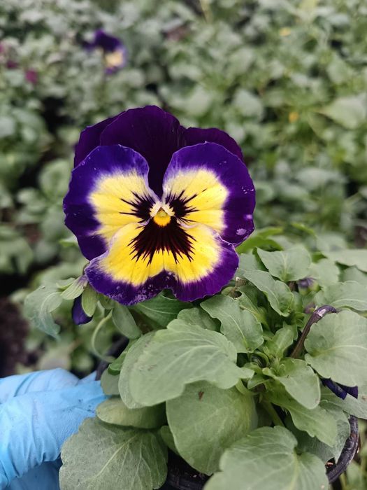 Цветя на Едро и Дребно