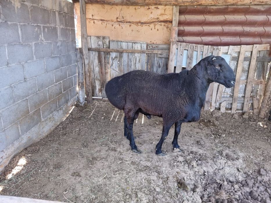 Бараны,қойлар,тоқтылар