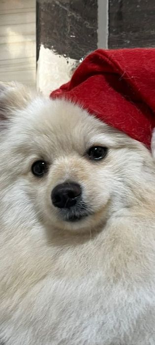 Немецкий Шпиц на вязку. Мальчик