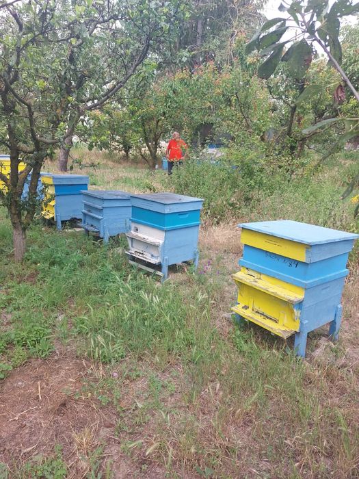 Продавам пчелни семейства с кошери + Фургон