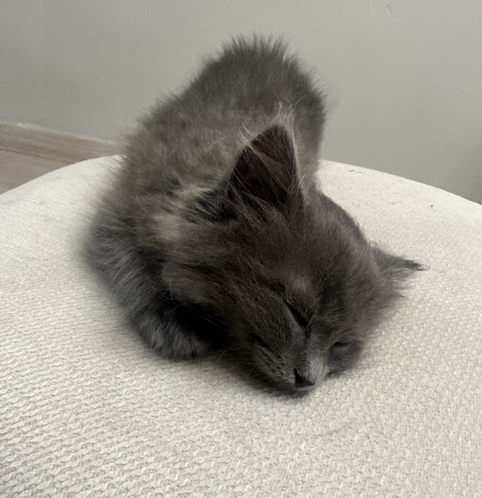 Отдам котят в добрые руки
